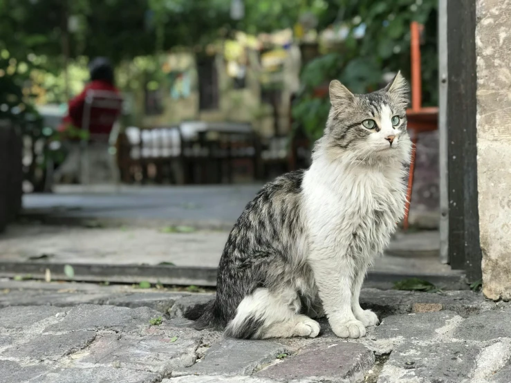 a grey and white cat sitting on the ground