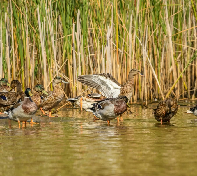 many birds are in the water and some grass