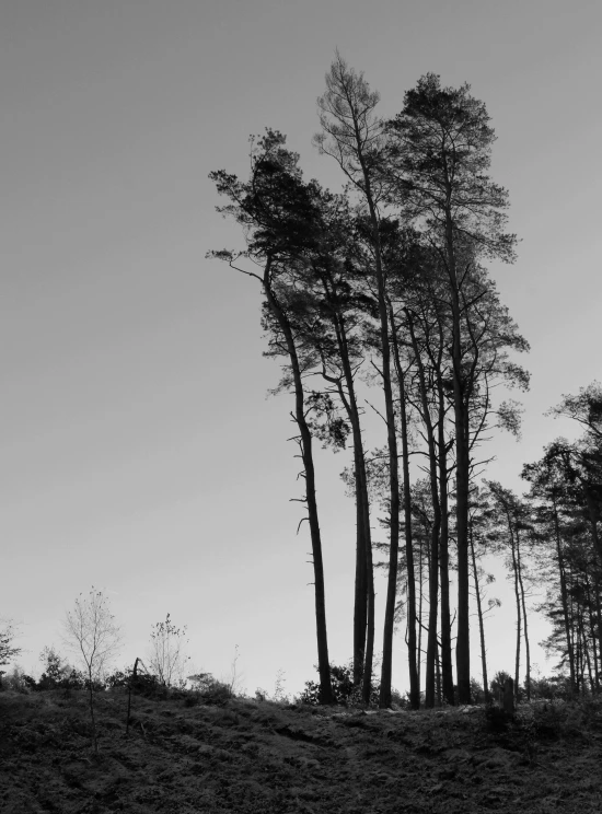 black and white pograph of several tall trees on the edge of a hill