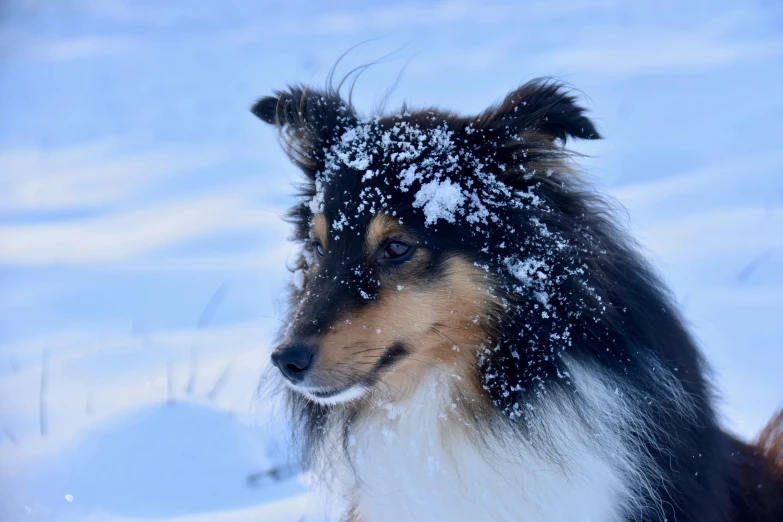 a dog looks intently into the camera, with a snow all around his face
