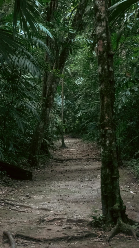 the path through the woods has very big trees