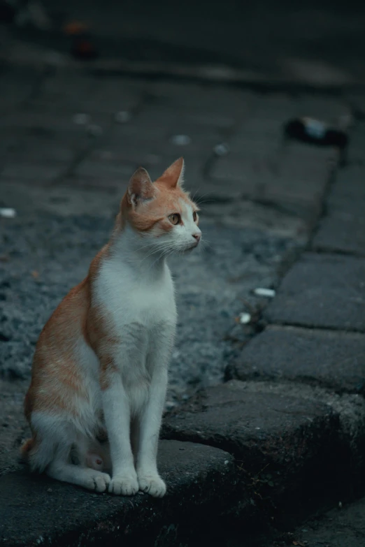 a orange and white cat sits on the ground in front of a trash can