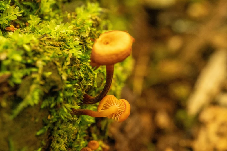 closeup of a plant growing on top of moss