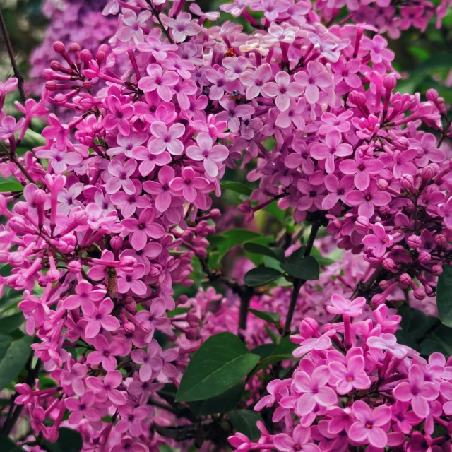 a bush with flowers in bloom in the summer