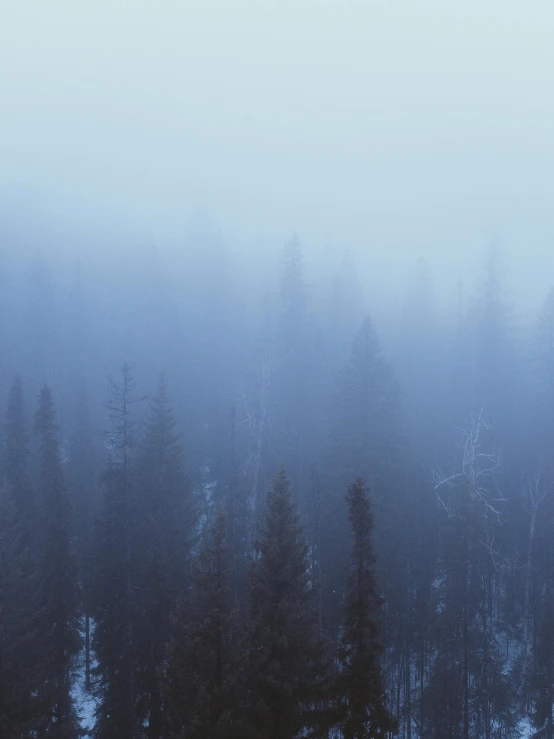 a hazy picture of a snow capped hillside and a row of trees