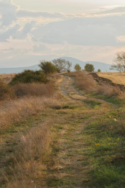 a trail through the plains with a cow walking down it