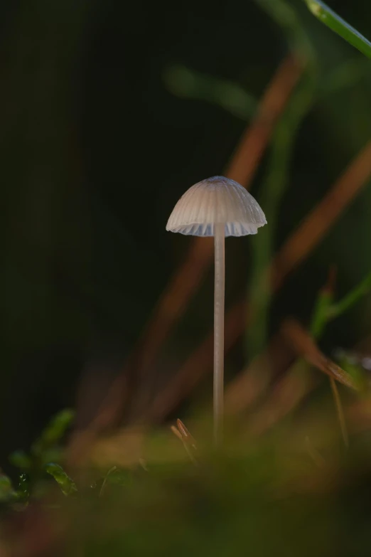 a white mushroom is growing out of the moss