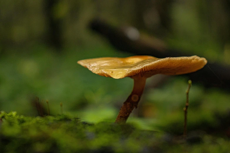 there is a yellow mushroom sitting on the ground