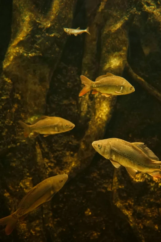 a group of small fish swimming through a pond