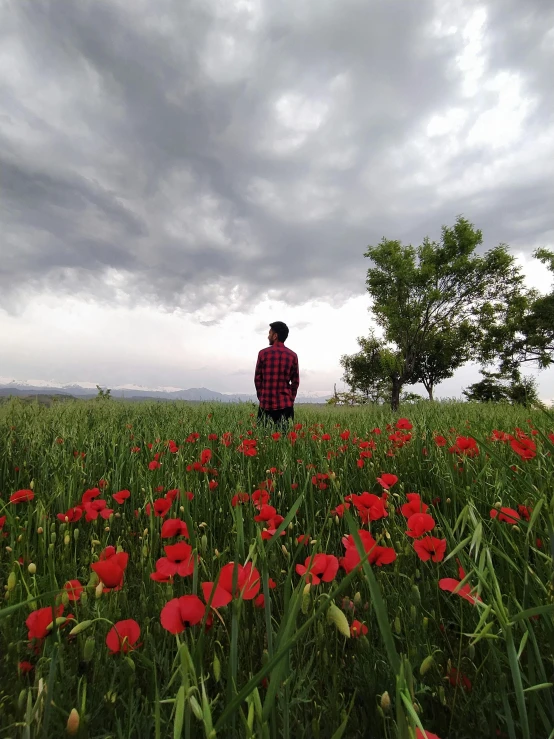 a man standing in the middle of a field filled with red flowers