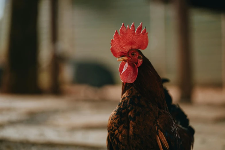 a rooster with a red comb walking by