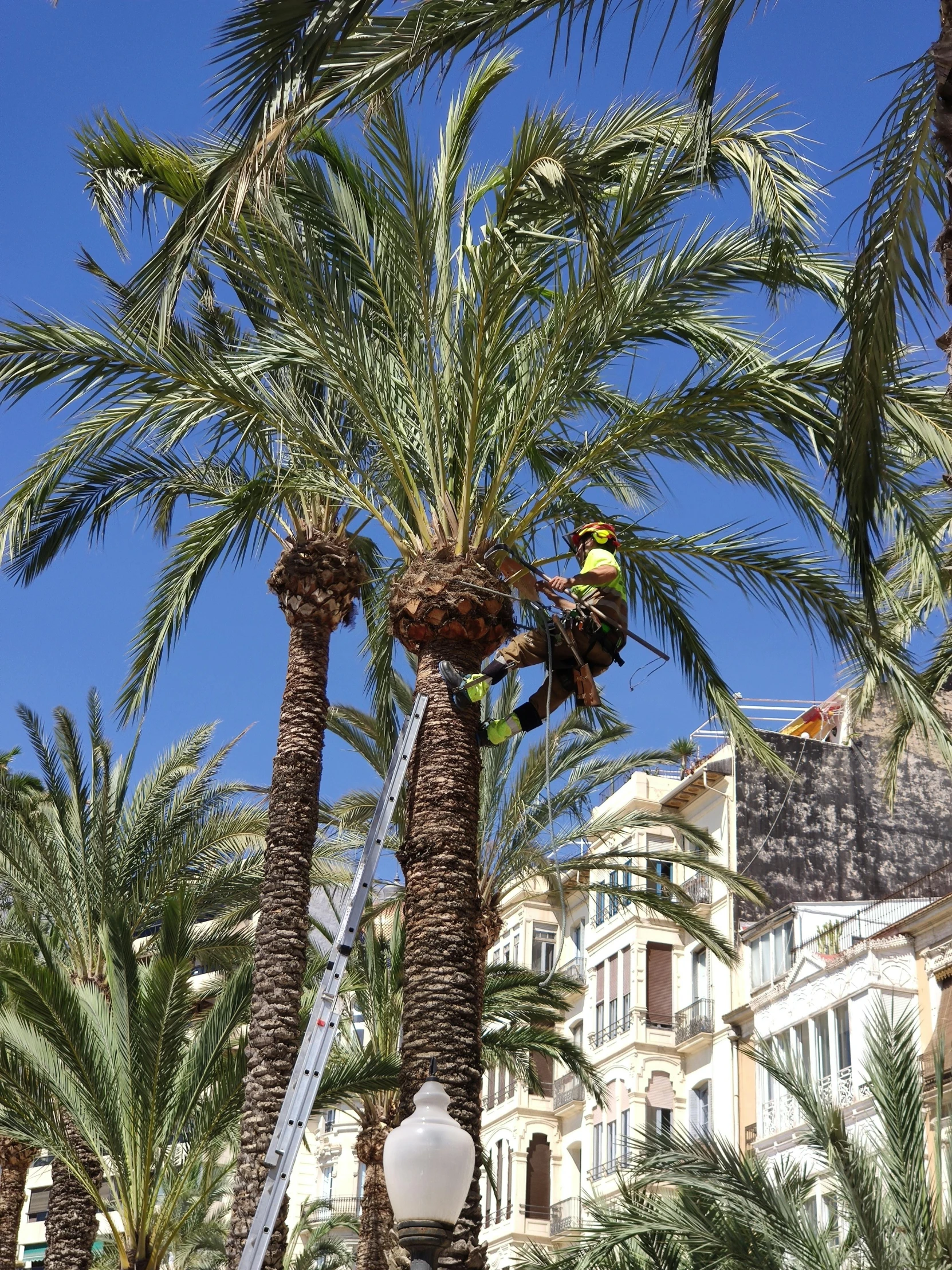 a tree cutter is trimming a palm tree in front of a town