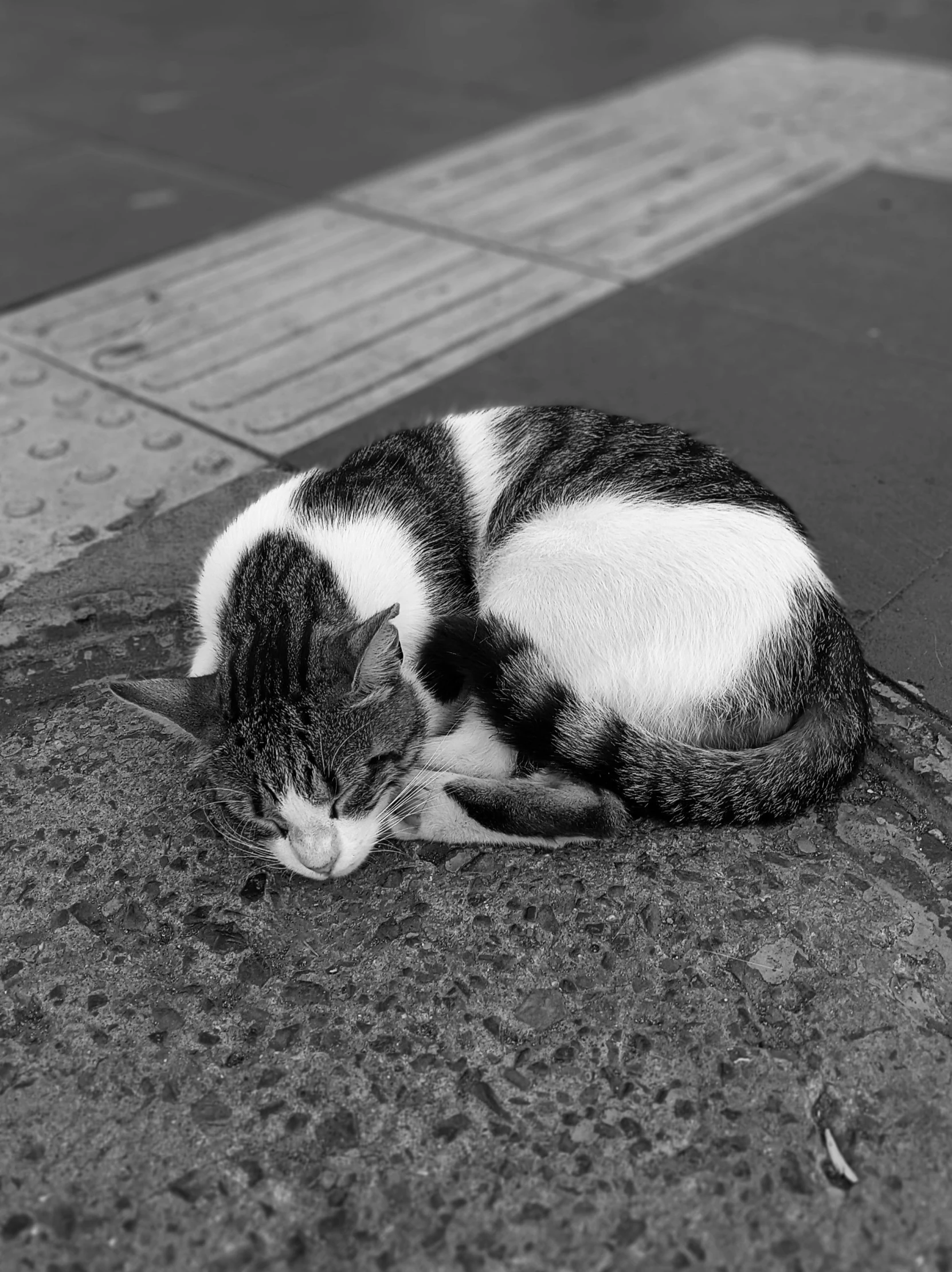 a cat that is laying on the ground next to some pavement