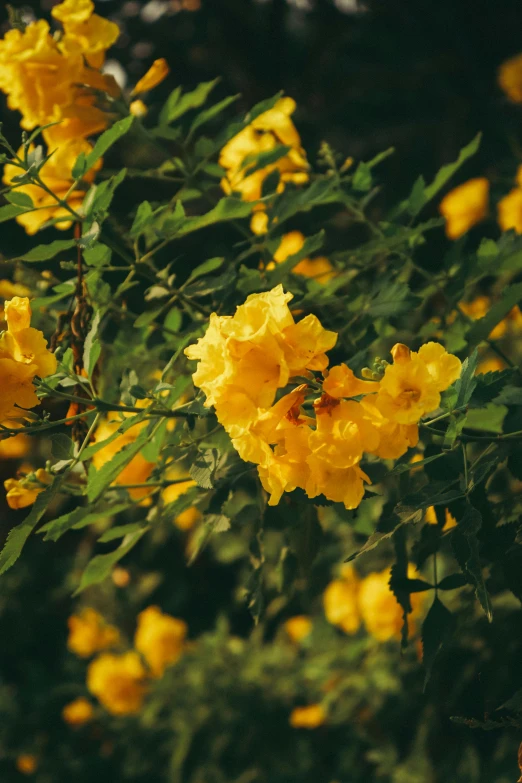 there are flowers that are blooming in this field