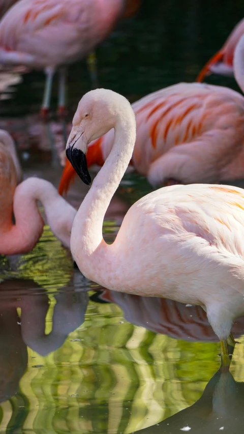 some flamingos are swimming in a pond with water