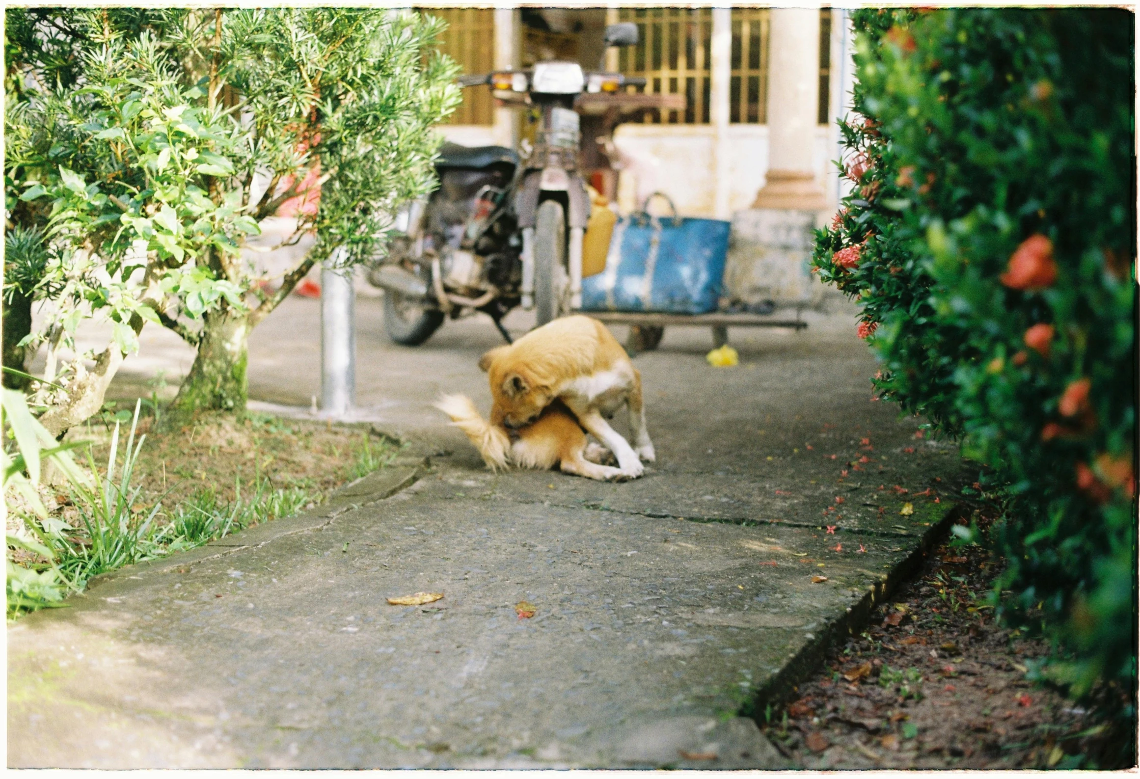 a brown and white dog laying down by a street