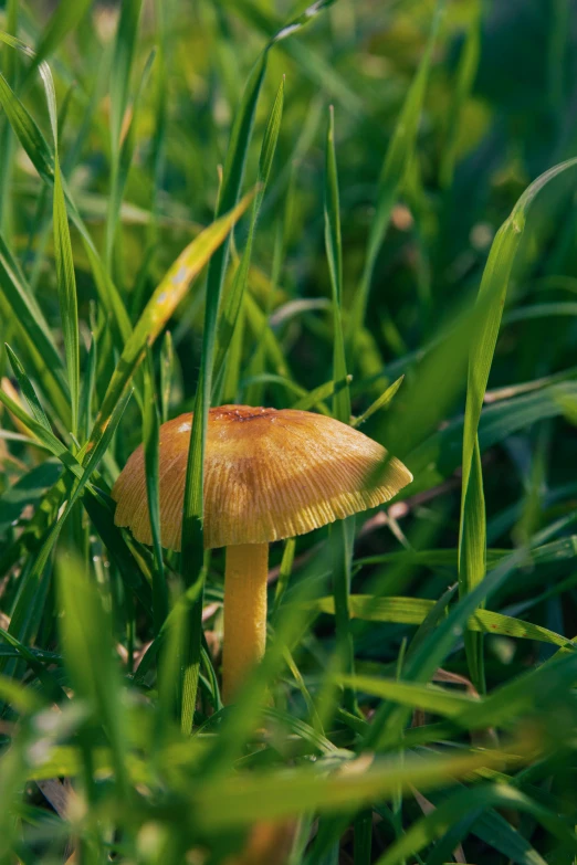 a brown mushroom in the middle of some tall grass