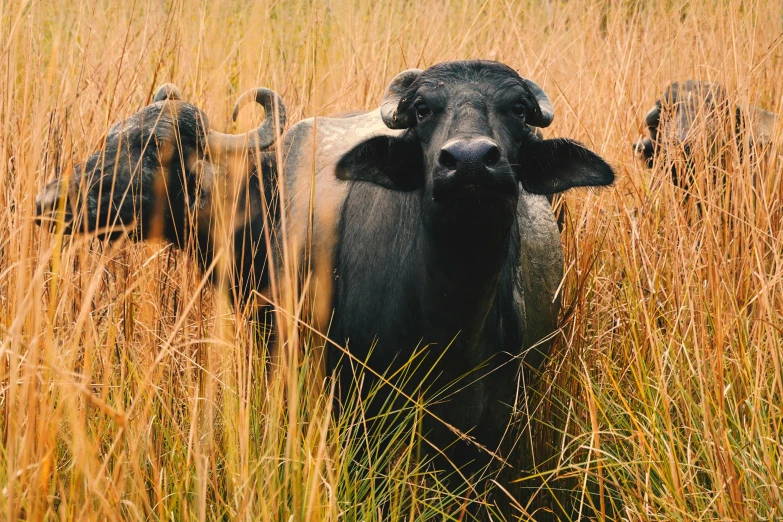 a gray cow standing in tall grass covered field