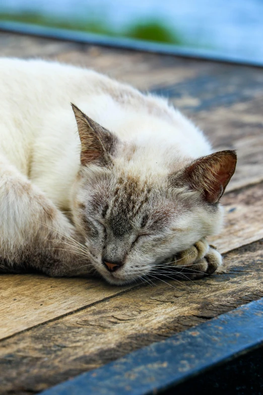 a cat is sleeping on the wooden table outside