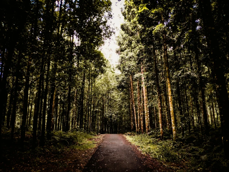 the road is empty and there are many trees