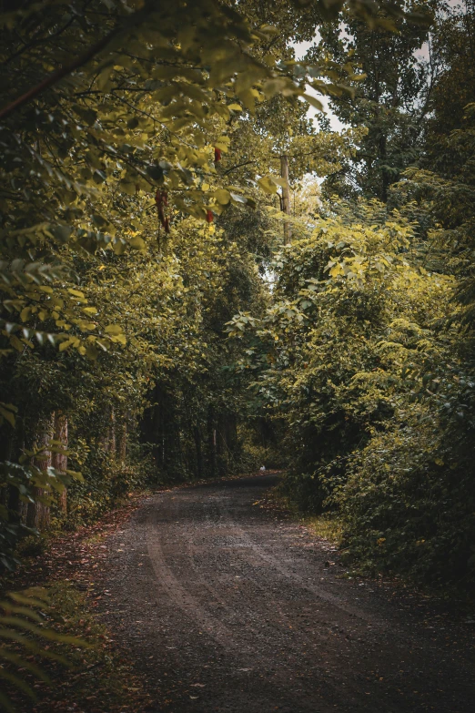 dirt road in front of forest on an overcast day