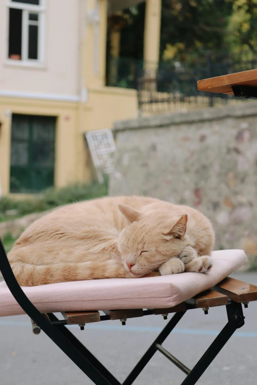 a cat is sleeping on top of an outdoor bench