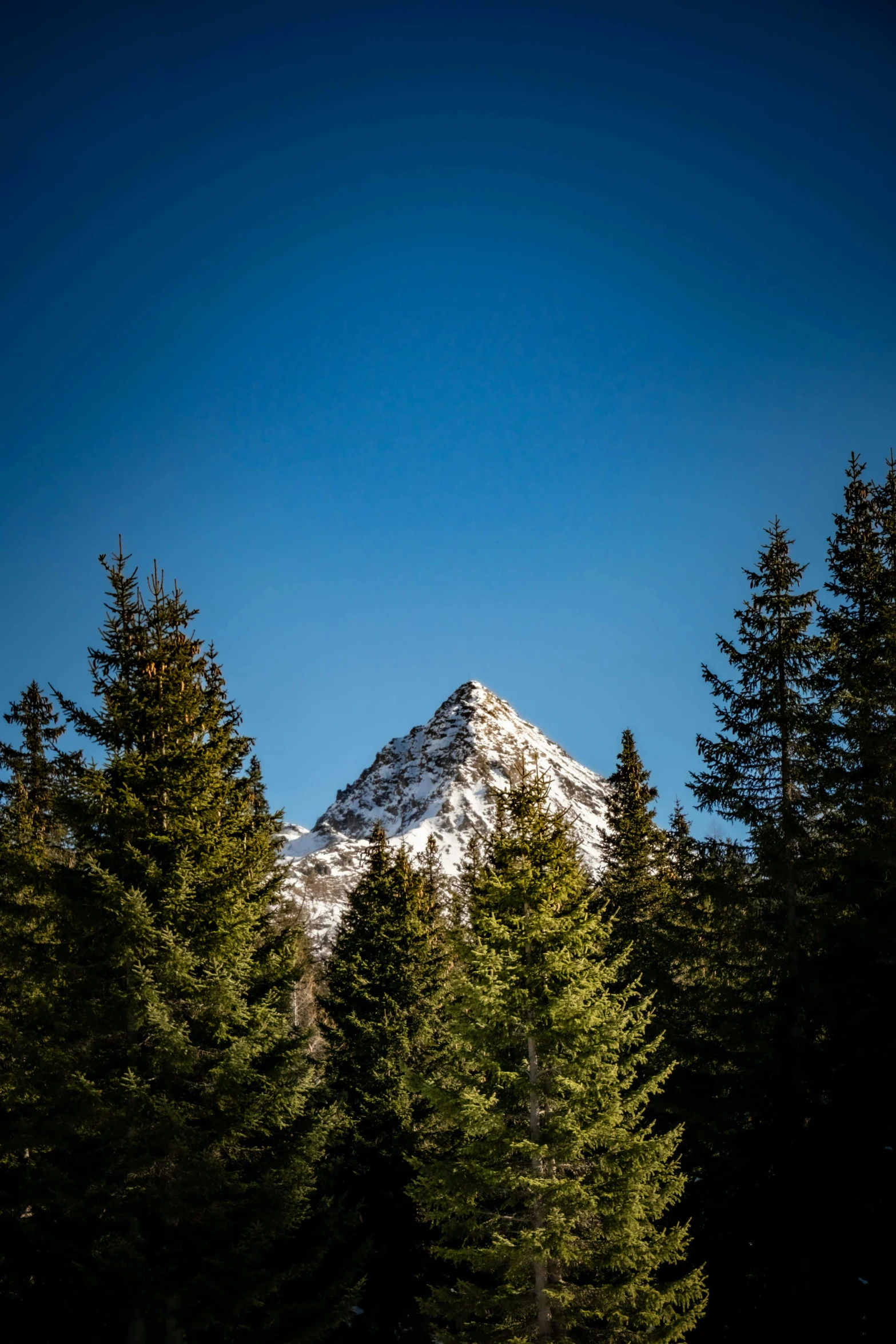 a mountain range is seen in the distance between trees