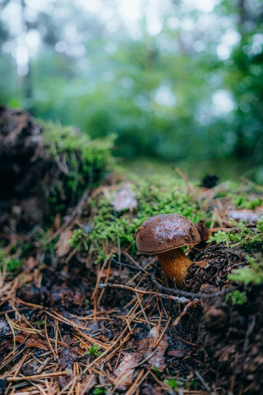 a single mushroom sitting on the ground in the middle of a forest