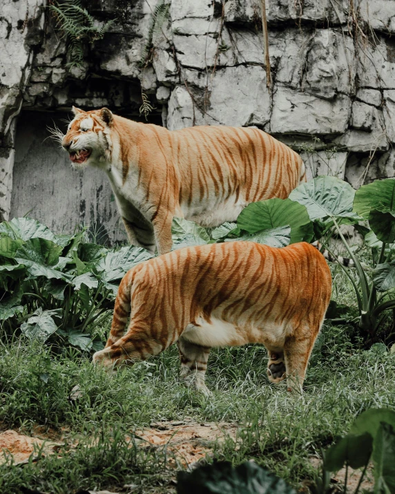 a tiger and an orange striped cat are standing next to each other