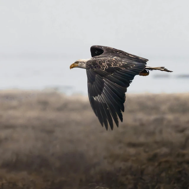 a bald bird flying with wings spread open