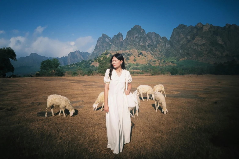 there are several sheep and a girl standing with them