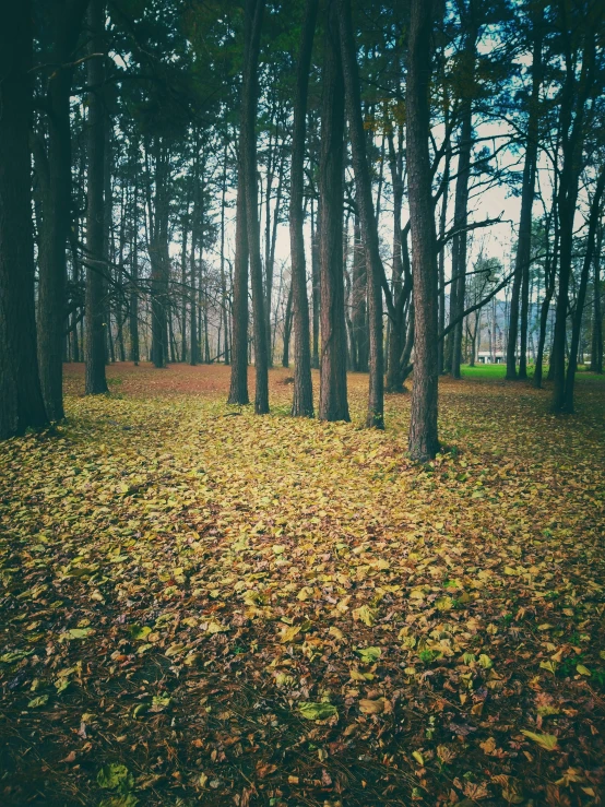 a patch of leaf covered ground in the middle of some trees
