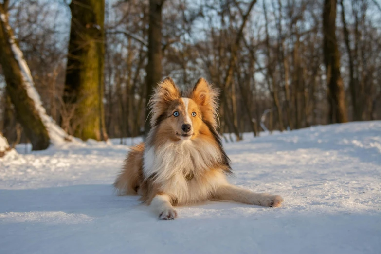 a dog laying on the snow and looking up