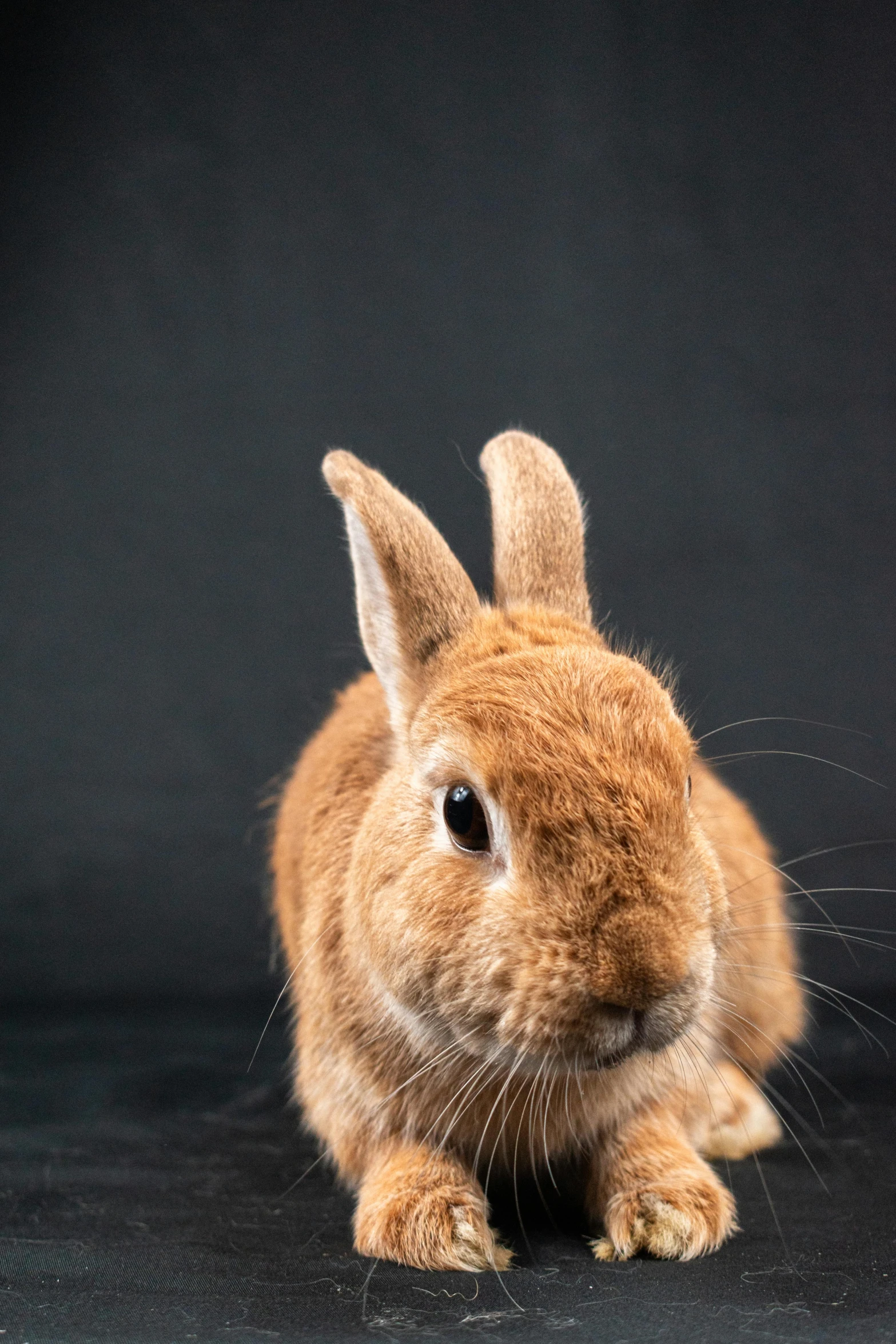 a brown rabbit is on a black surface