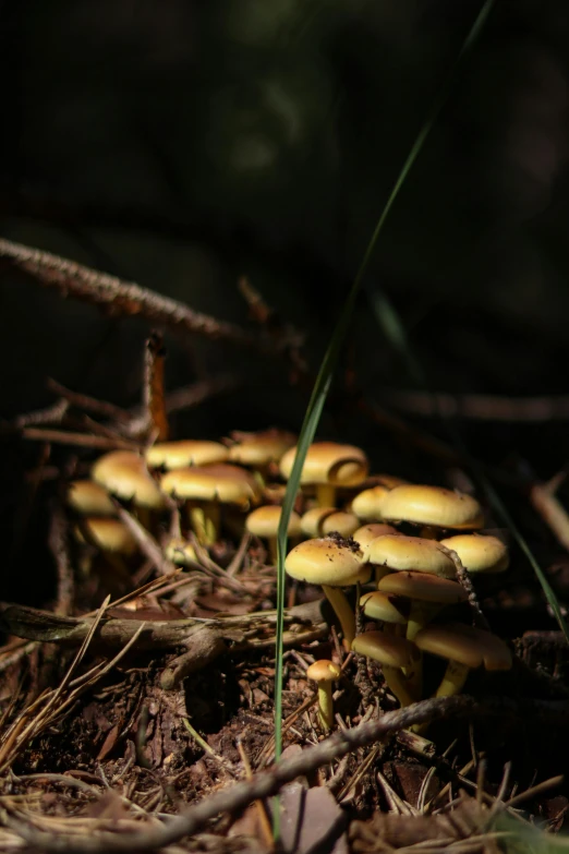 group of mushrooms sitting on the ground, close up