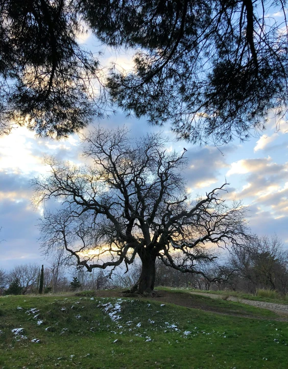 an area with a tree, grass, and fence