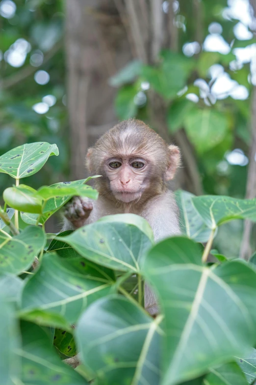 a monkey is in the bushes eating leaves