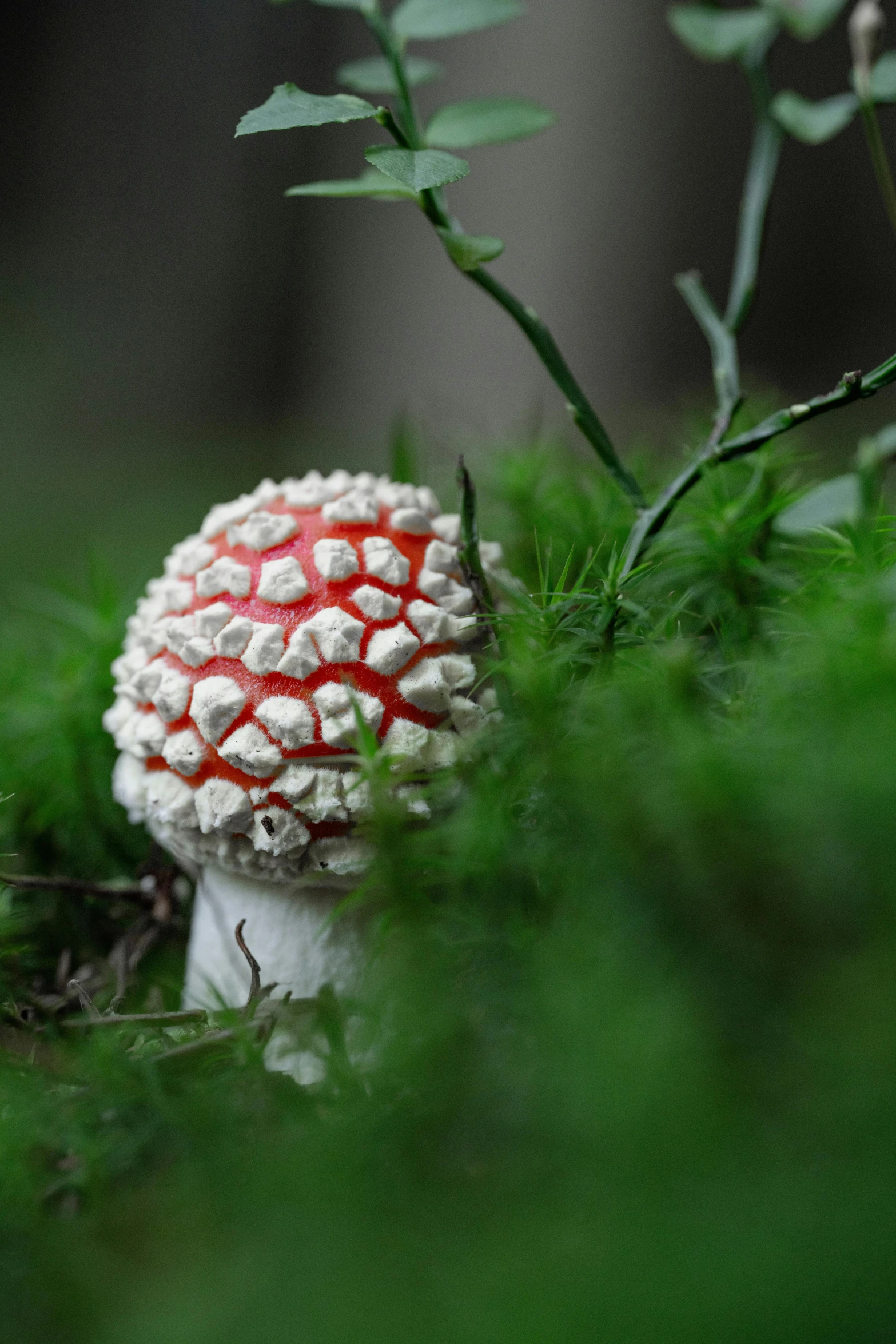 a red and white mushroom next to a tree