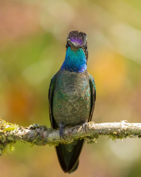 a colorful bird sitting on a nch