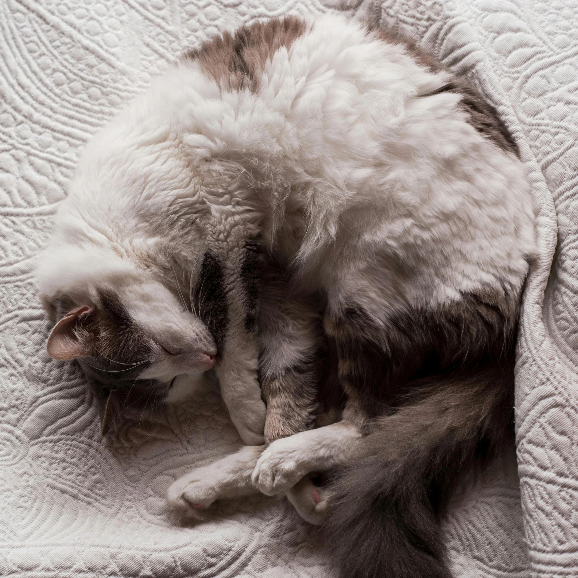 cat curled up asleep on blanket on top of a bed