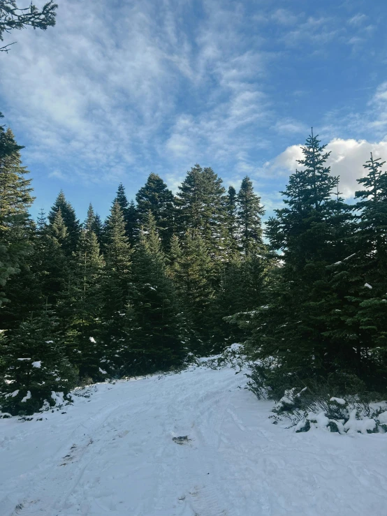 the trail is covered in snow with lots of trees on the side