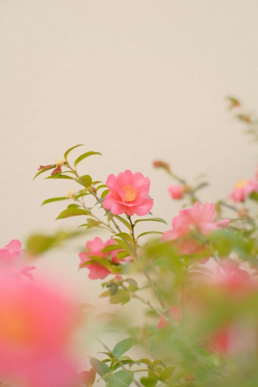 many different pink flowers and plants in the foreground