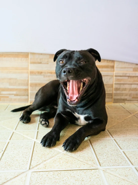 a black dog lying on top of tile