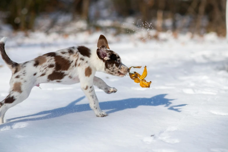 an animal playing with a yellow piece in the snow