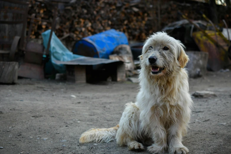 a gy dog sitting on dirt area near a pile of firewood