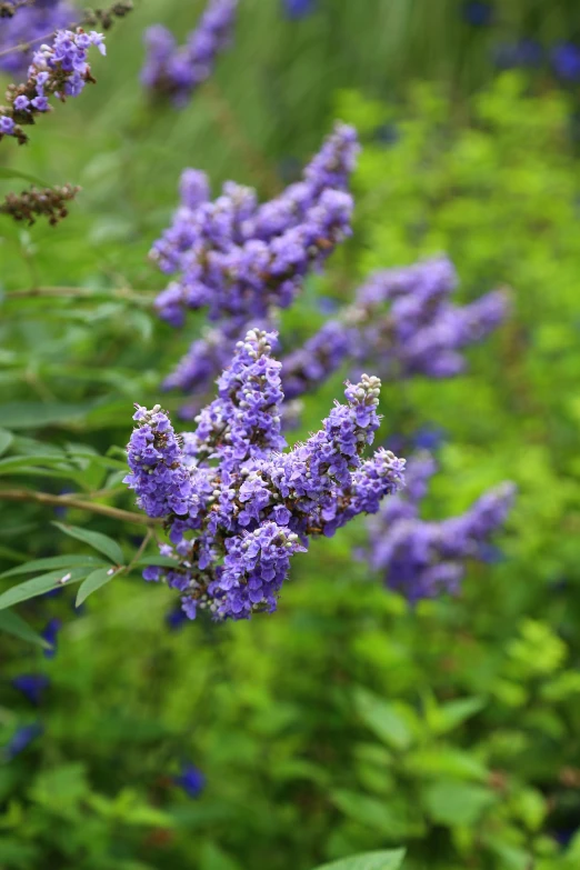 purple flowers with green leaves surrounding them in a field