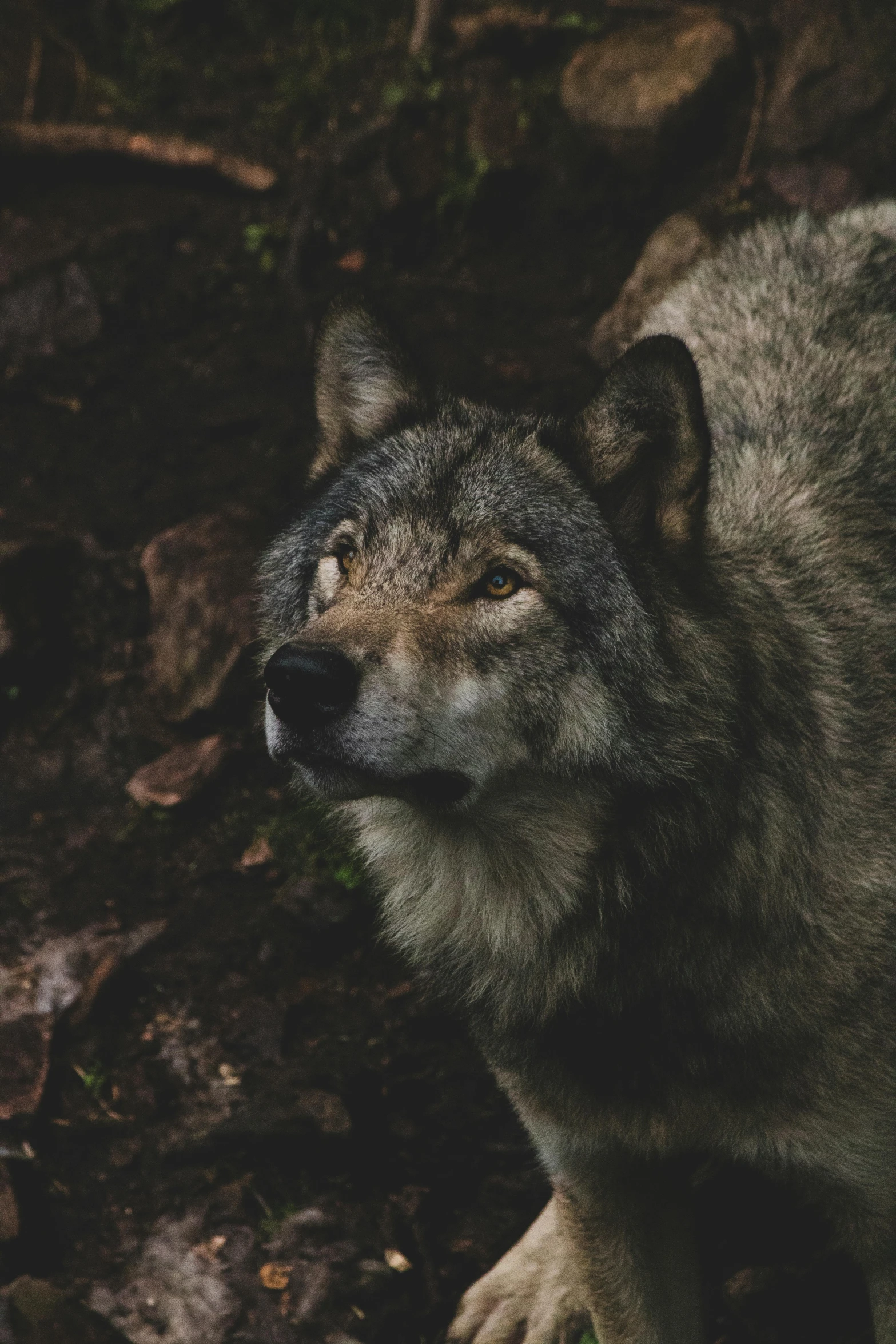 a po of the head and front body of a wolf