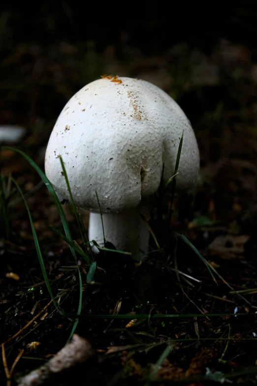 a single white mushroom sitting on the ground