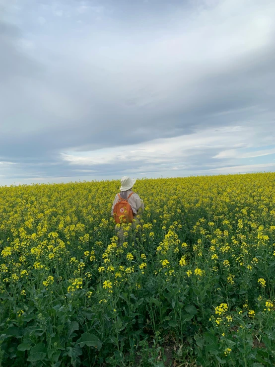 an elephant walking through a field with wildflowers