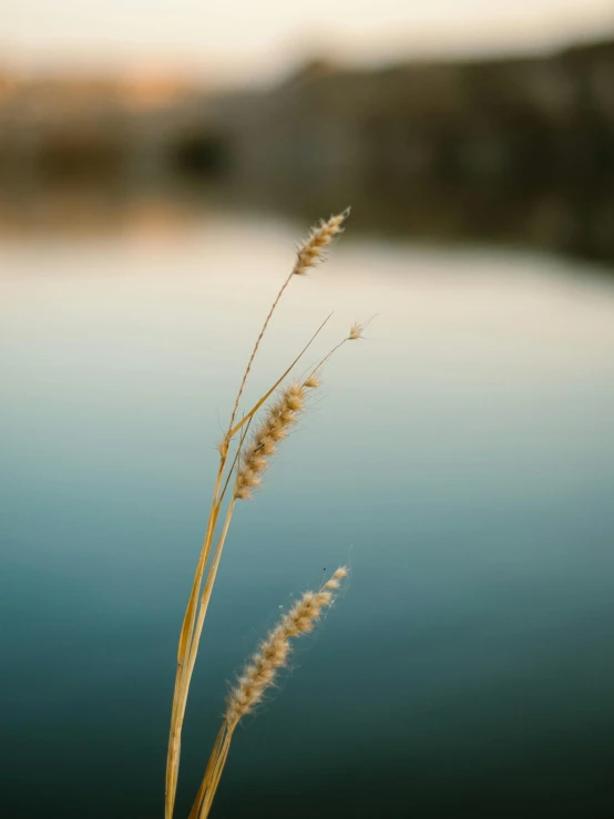 a bunch of grass is sticking out from the water